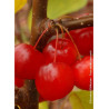 MALUS RED SENTINEL