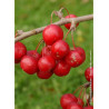 MALUS RED SENTINEL