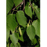 BETULA papyrifera