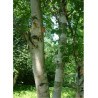 BETULA papyrifera