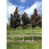 ACER pseudoplatanus SPAETHII