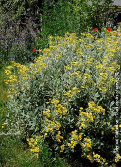 SENECIO compactus DRYSDALE