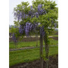 WISTERIA floribunda GRANDE DIVA CECILIA