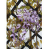 WISTERIA venusta GRANDE DIVA BARBARA