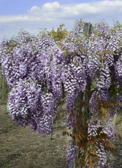WISTERIA venusta GRANDE DIVA BARBARA