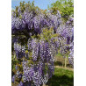 WISTERIA venusta GRANDE DIVA NATHALIE
