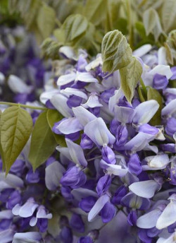 WISTERIA venusta GRANDE DIVA NATHALIE