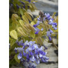 WISTERIA venusta GRANDE DIVA NATHALIE