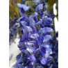 WISTERIA venusta GRANDE DIVA NATHALIE