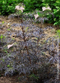 SAMBUCUS nigra BLACK LACE