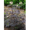 SAMBUCUS nigra BLACK LACE