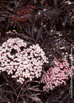 SAMBUCUS nigra BLACK LACE