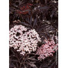 SAMBUCUS nigra BLACK LACE