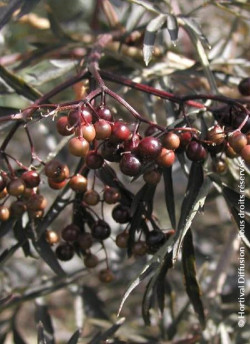 SAMBUCUS nigra BLACK LACE