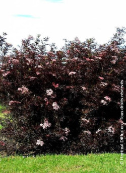 SAMBUCUS nigra BLACK LACE