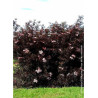SAMBUCUS nigra BLACK LACE