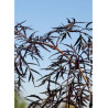 SAMBUCUS nigra BLACK LACE