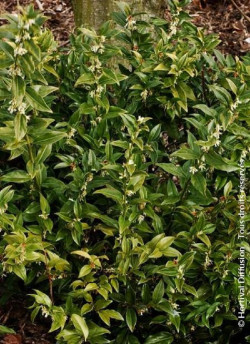 SARCOCOCCA confusa