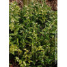 SARCOCOCCA confusa