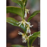 SARCOCOCCA confusa