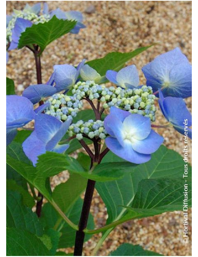 HYDRANGEA macrophylla ZORRO BLEU