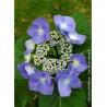 HYDRANGEA macrophylla ZORRO BLEU