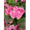HYDRANGEA macrophylla ZORRO ROSE