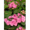 HYDRANGEA macrophylla ZORRO ROSE