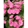 HYDRANGEA macrophylla ZORRO ROSE