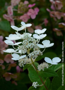 HYDRANGEA paniculata EARLY SENSATION