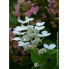 HYDRANGEA paniculata EARLY SENSATION