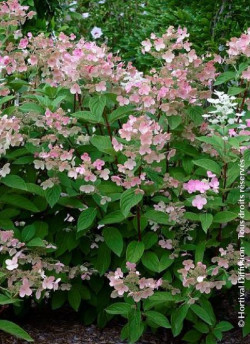 HYDRANGEA paniculata EARLY SENSATION