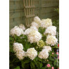 HYDRANGEA paniculata PHANTOM