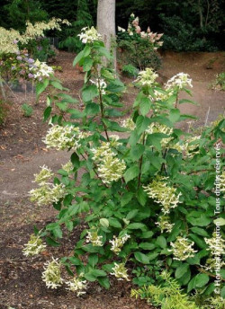 HYDRANGEA paniculata GREAT STAR 