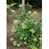 HYDRANGEA paniculata GREAT STAR 
