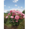 HYDRANGEA arborescens PINK ANNABELLE