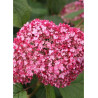 HYDRANGEA arborescens PINK ANNABELLE