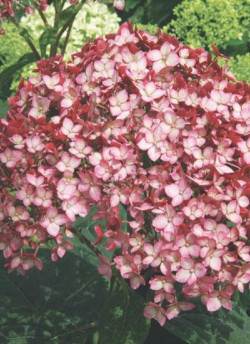 HYDRANGEA arborescens RUBY ANNABELLE