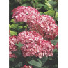 HYDRANGEA arborescens RUBY ANNABELLE