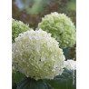 HYDRANGEA arborescens STRONG ANNABELLE