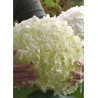 HYDRANGEA arborescens STRONG ANNABELLE