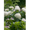 HYDRANGEA arborescens STRONG ANNABELLE