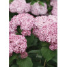 HYDRANGEA arborescens SWEET ANNABELLE