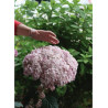 HYDRANGEA arborescens SWEET ANNABELLE