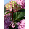 HYDRANGEA ENDLESS SUMMER BLOOMSTAR