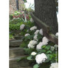 HYDRANGEA ENDLESS SUMMER BUSHING BRIDE