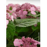HYDRANGEA ENDLESS SUMMER TWIST-N-SHOUT ROSE