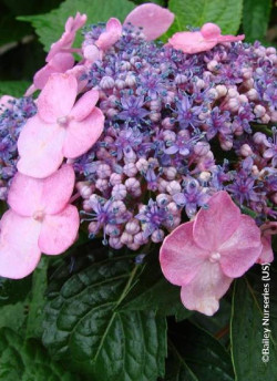 HYDRANGEA ENDLESS SUMMER TWIST-N-SHOUT ROSE