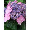 HYDRANGEA ENDLESS SUMMER TWIST-N-SHOUT ROSE