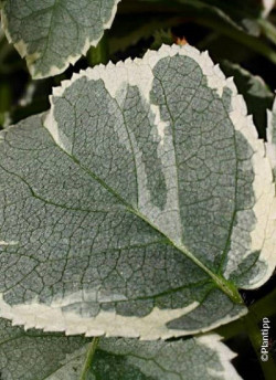 HYDRANGEA petiolaris SILVER LINING